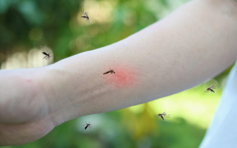 Kiedy pojawią się w Europie komary przenoszące zakaźne choroby tropikalne?